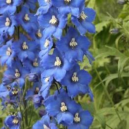 Delphinium  Blue Bird