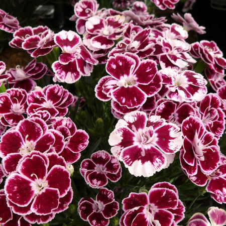 Carnation (Dianthus Charmy)