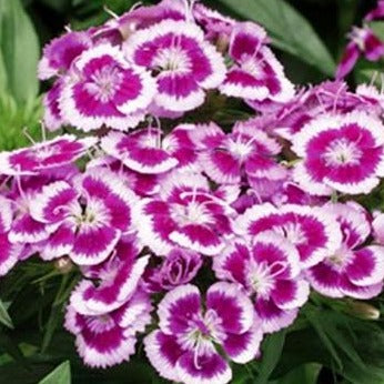 Dianthus barbatus Purple Picotee