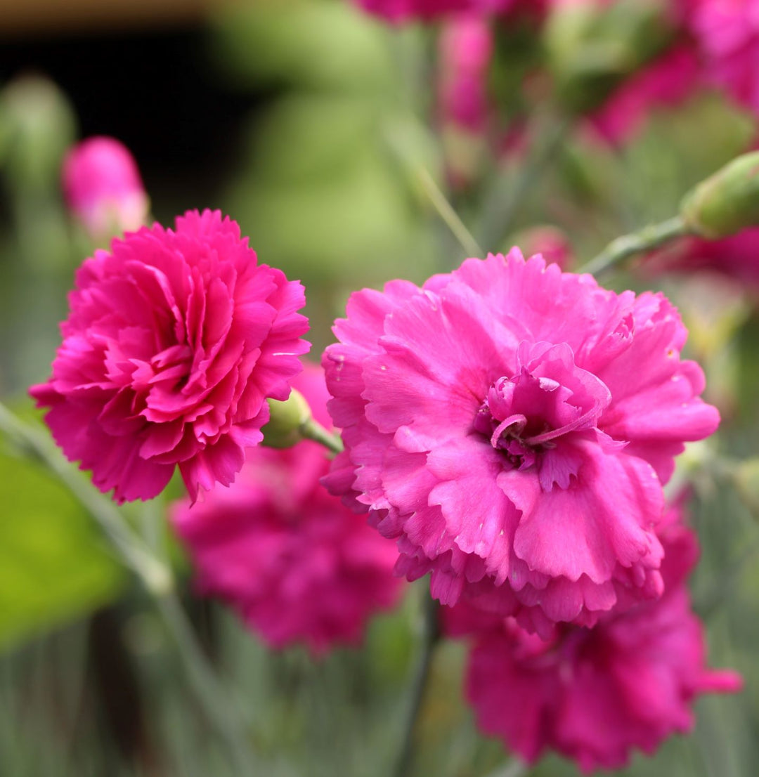 Dianthus Devon Wizard