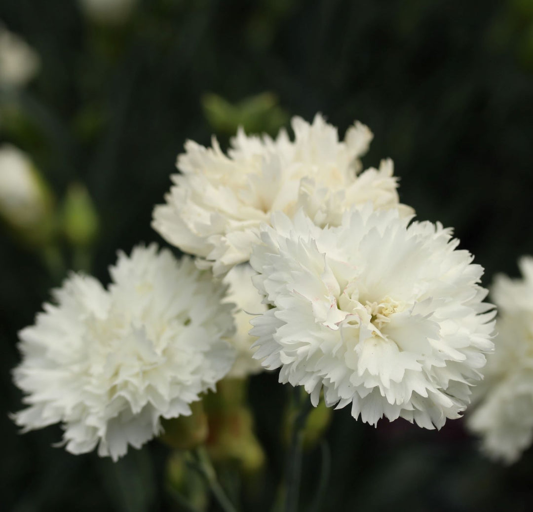 Dianthus-Memories-Flower