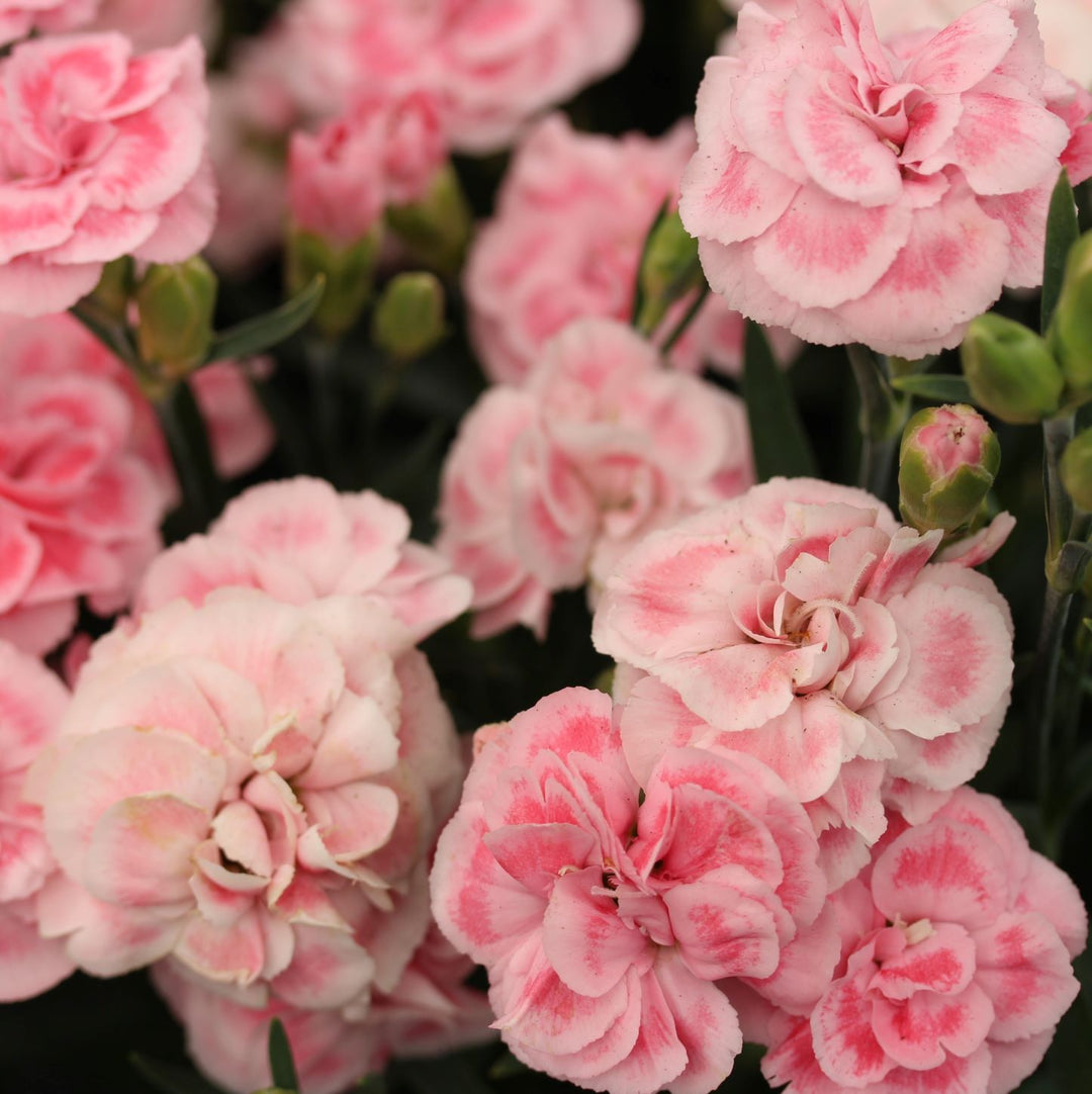 DIANTHUS sunflor Orinoco