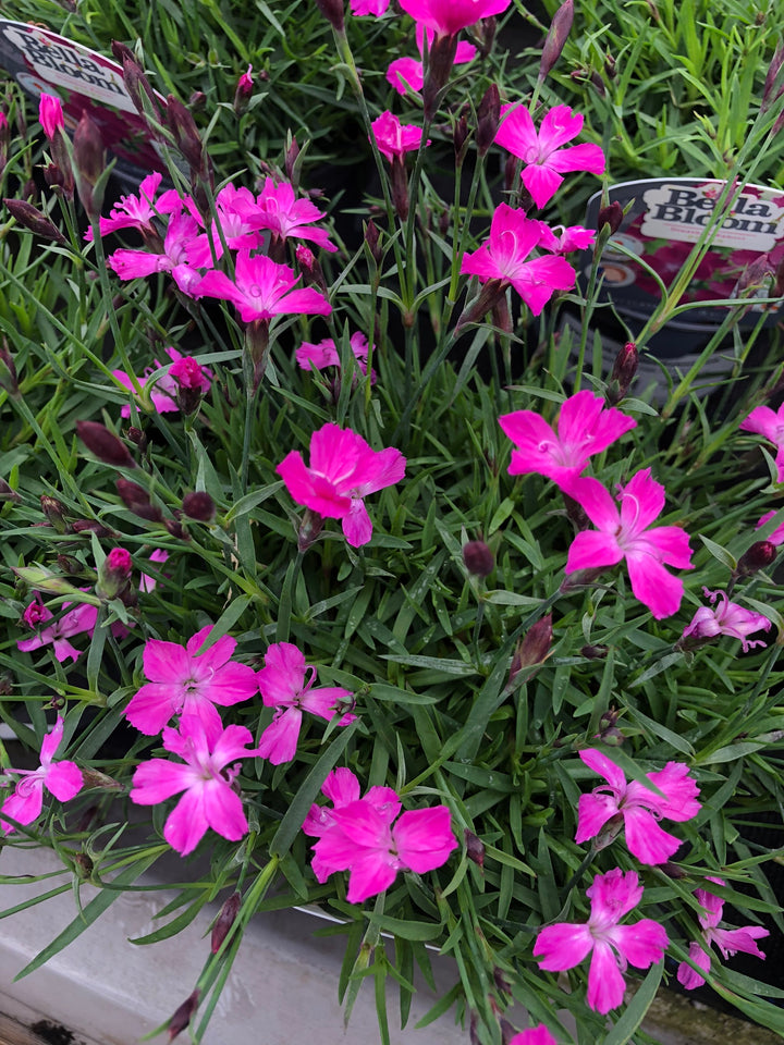 DIANTHUS Kahori Pink