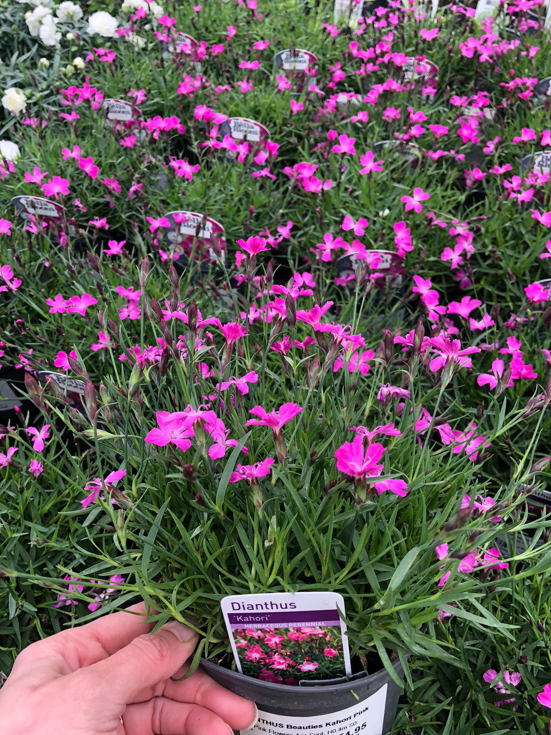 DIANTHUS Kahori Pink