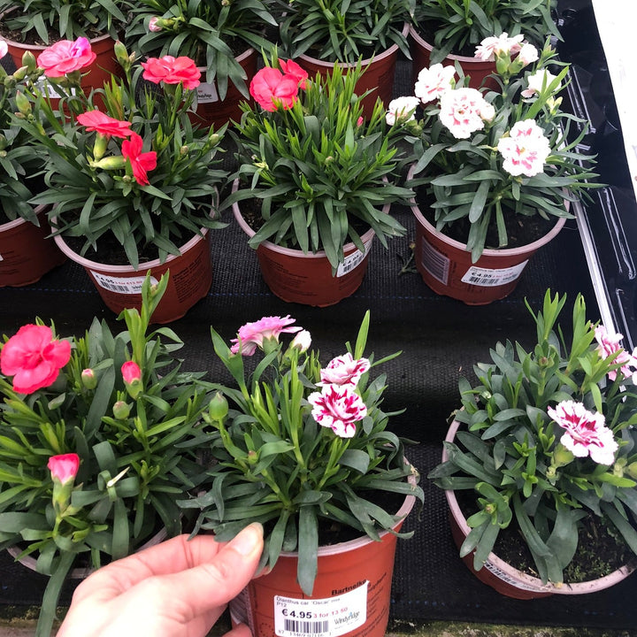 Dianthus car. Oscar mix