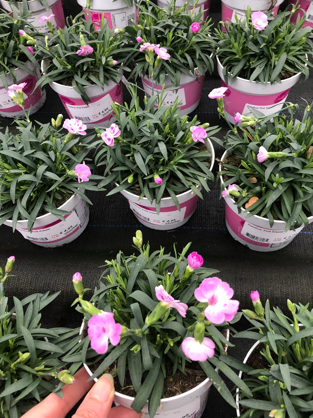 Dianthus Pink Kisses