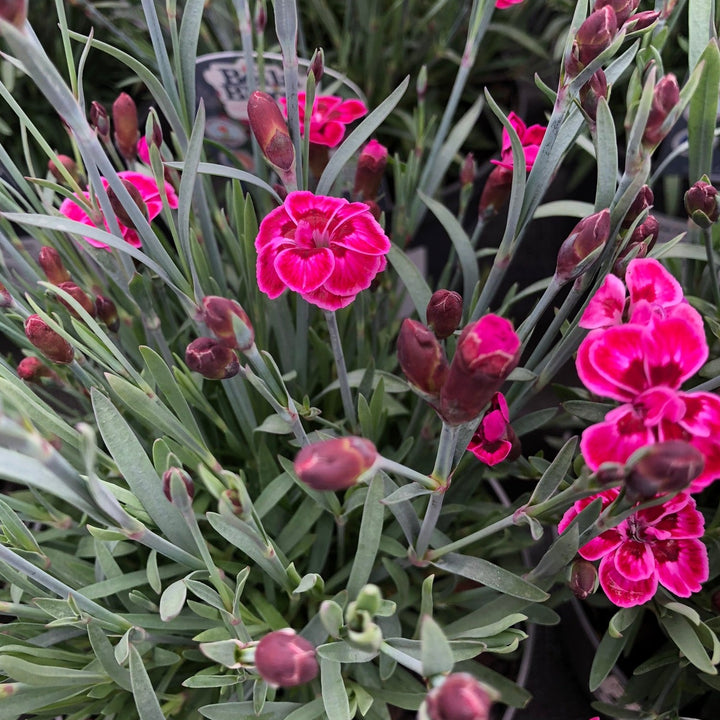 DIANTHUS Purple Wedding