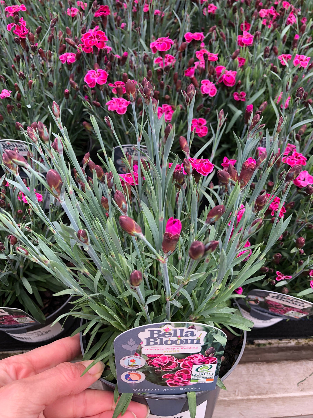 DIANTHUS Purple Wedding