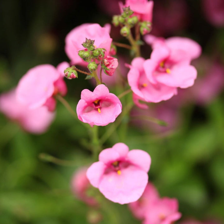 Diascia  Rose Miracle