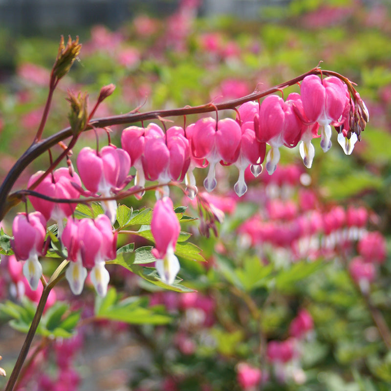 Dicentra Spectabilis - Herbaceous - Windyridge Garden Centre