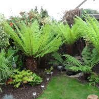 Dicksonia Antarctica 30-40cm 1 foot