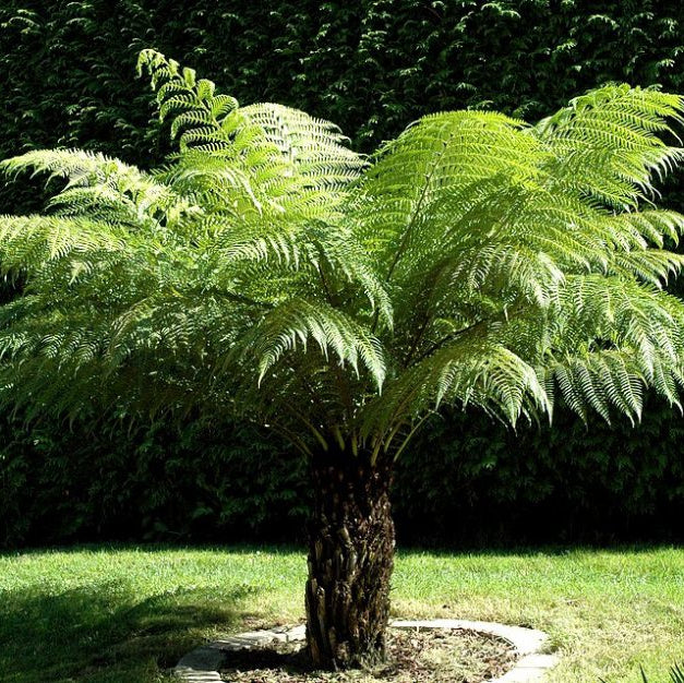 Dicksonia Antarctica 150Cm 5 Foot - Trees - Windyridge Garden Centre