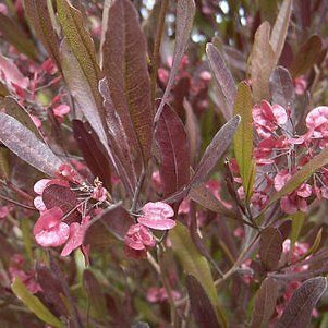 Dodonea Visc. Purpurea - Shrubs - Windyridge Garden Centre