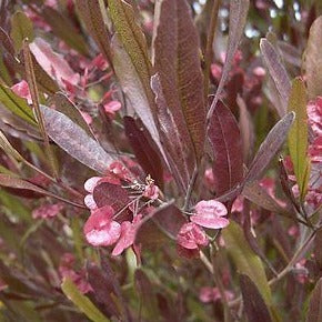 Dodonea Visc. Purpurea - Shrubs - Windyridge Garden Centre