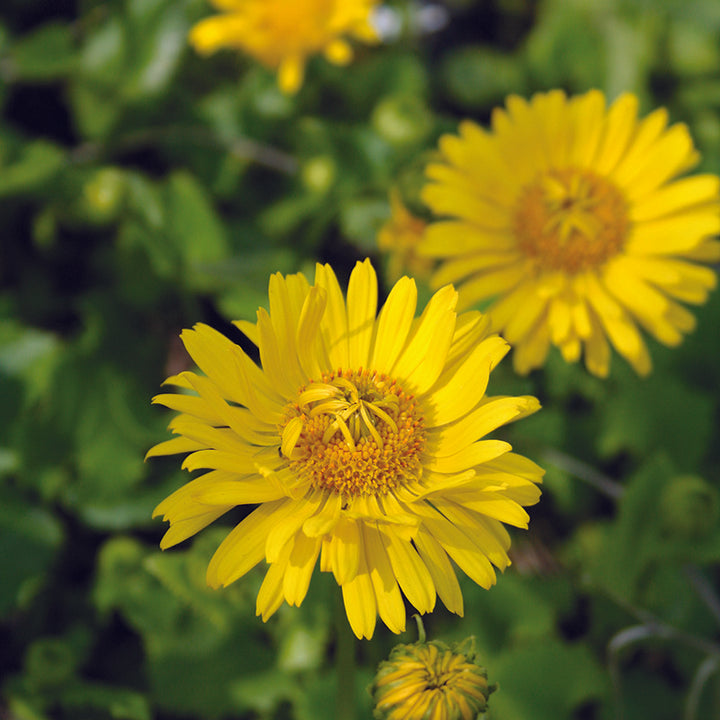 Doronicum or. Little Leo