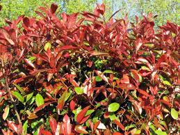 Photinia Serr. Red Robin Clt 45   Circ. Tr. 08 - 10 Cm  Std Spall. Su Stelo H 100 X L 100 Cm - Trees - Windyridge Garden Centre
