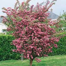 Crataegus Laev. Paul S Scarlet Clt 35   Circ. Tr. 06 - 08 Cm  Std - Trees - Windyridge Garden Centre