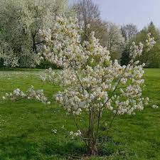 Amelanchier lamarckii