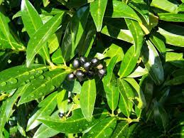 Prunus Caucausiana - Shrubs - Windyridge Garden Centre