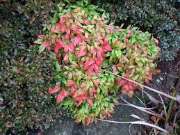 Nandina dom. Gulf Stream
