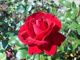 Rosa Ingrid Bergman