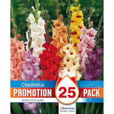 PROMO GLADIOLUS MIXED COLOURS 25