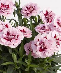 Dianthus car. Oscar Purple  P12