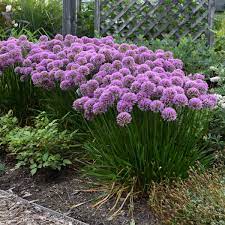 Ornamental Onion Allium Millenium (3Ltr Pot) - Herbaceous - Windyridge Garden Centre