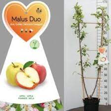 Malus Dom. Duo-Appel - Trees - Windyridge Garden Centre