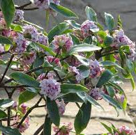 Daphne Odora 'Aureomarginata' 2 Ltr Pot - Shrubs - Windyridge Garden Centre