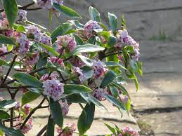 Daphne odora Aureomarginata  2 Ltr pot