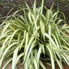 Phormium cream Delight