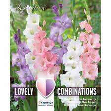 COMBI GLADIOLUS WHITE BLUE & PINK x 25
