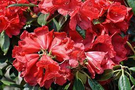 Rhododendron Elizab. Red Foliage