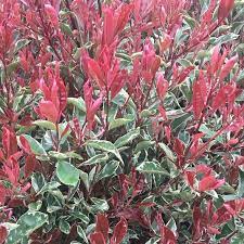 PHOTINIA SERR. 'PINK MARBLE' CLT 30      SPALLIERA IN METALLO 90 X 55 CM