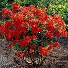 Azalea Gilbraltar - Shrubs - Windyridge Garden Centre