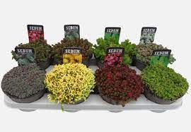 Sedum mix