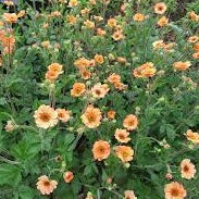 Geum Totally Tangerine