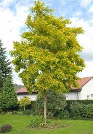 ROBINIA PSEUD. 'FRISIA' CLT 35