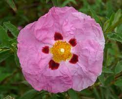 Cistus purpureus