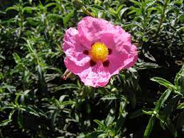 Cistus purpureus