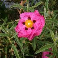 Cistus purpureus