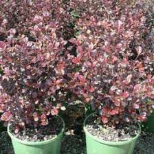 Lophomyrtus White Tiger - Shrubs - Windyridge Garden Centre