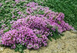 Thyme Red Carpet