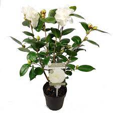 Camellia Jap. Nuccios Gem - Shrubs - Windyridge Garden Centre