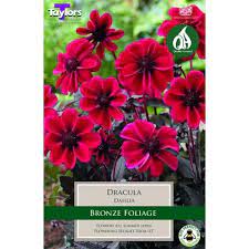 POT DAHLIA DRACULA I