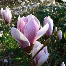 Magnolia Soul. Satisfaction - Shrubs - Windyridge Garden Centre