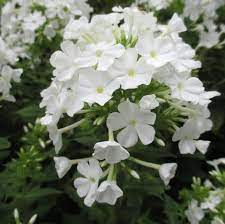 Phlox Paniculata Famous White - Herbaceous - Windyridge Garden Centre