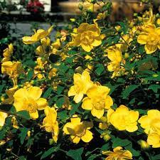 Hypericum Hidcote 3Ltr Pots - Shrubs - Windyridge Garden Centre