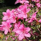 Azalea  Anne Frank